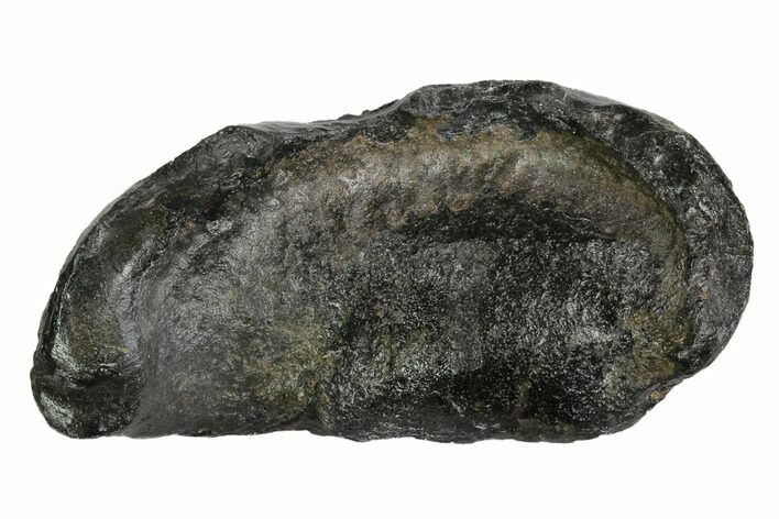 Fossil Whale Ear Bone - Miocene #99957